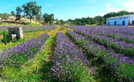 Viajes Quinta das Lavandas
