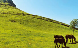 Ruta con guía y transporte privado en el interior del País Vasco
